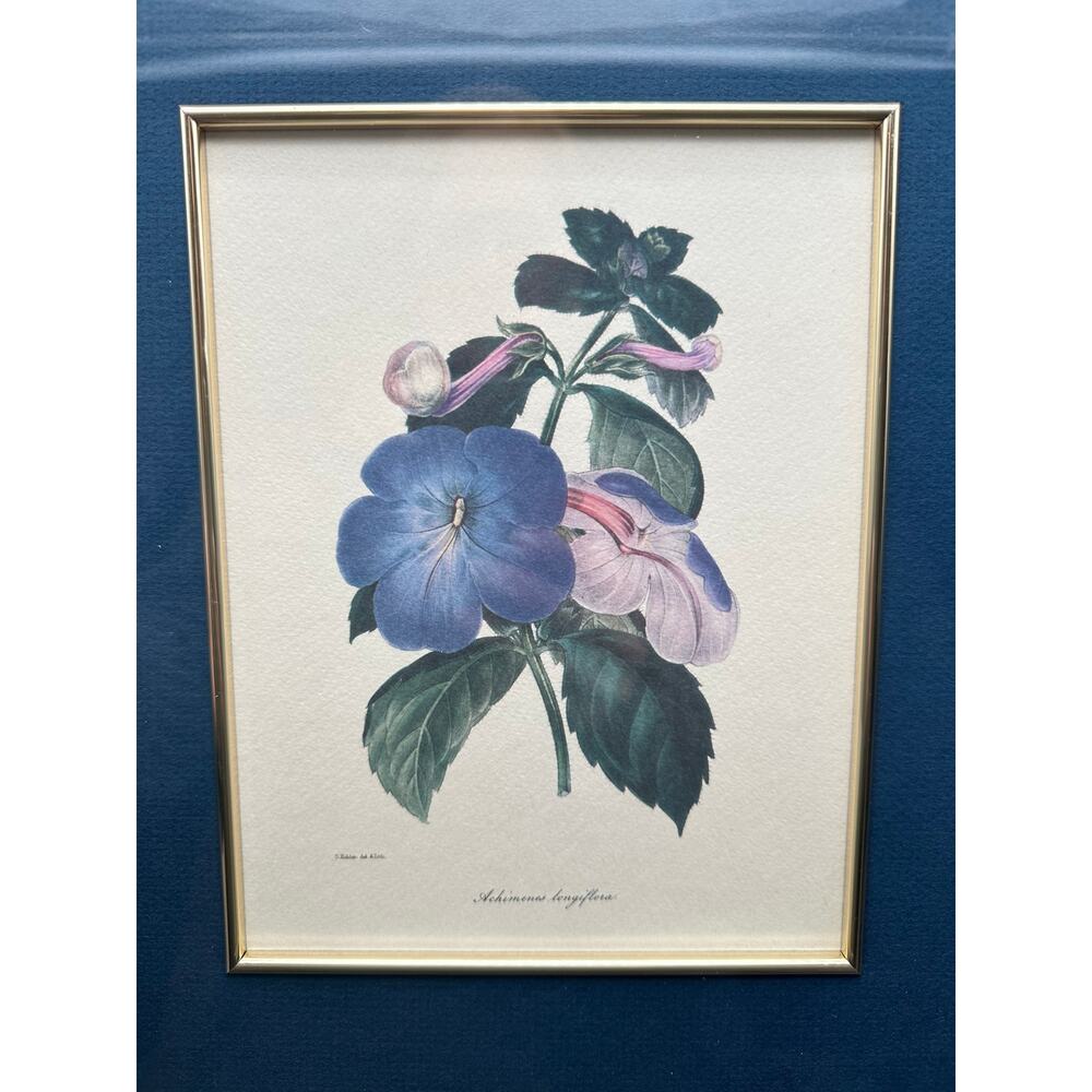 S. Holden Achimenes Longiflora signed Botanical Print 16" x14” glass floral Art
